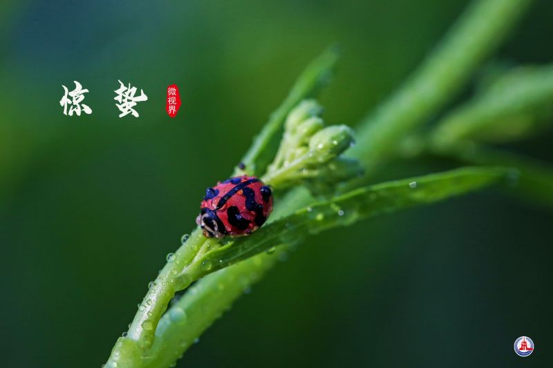 惊蛰之美